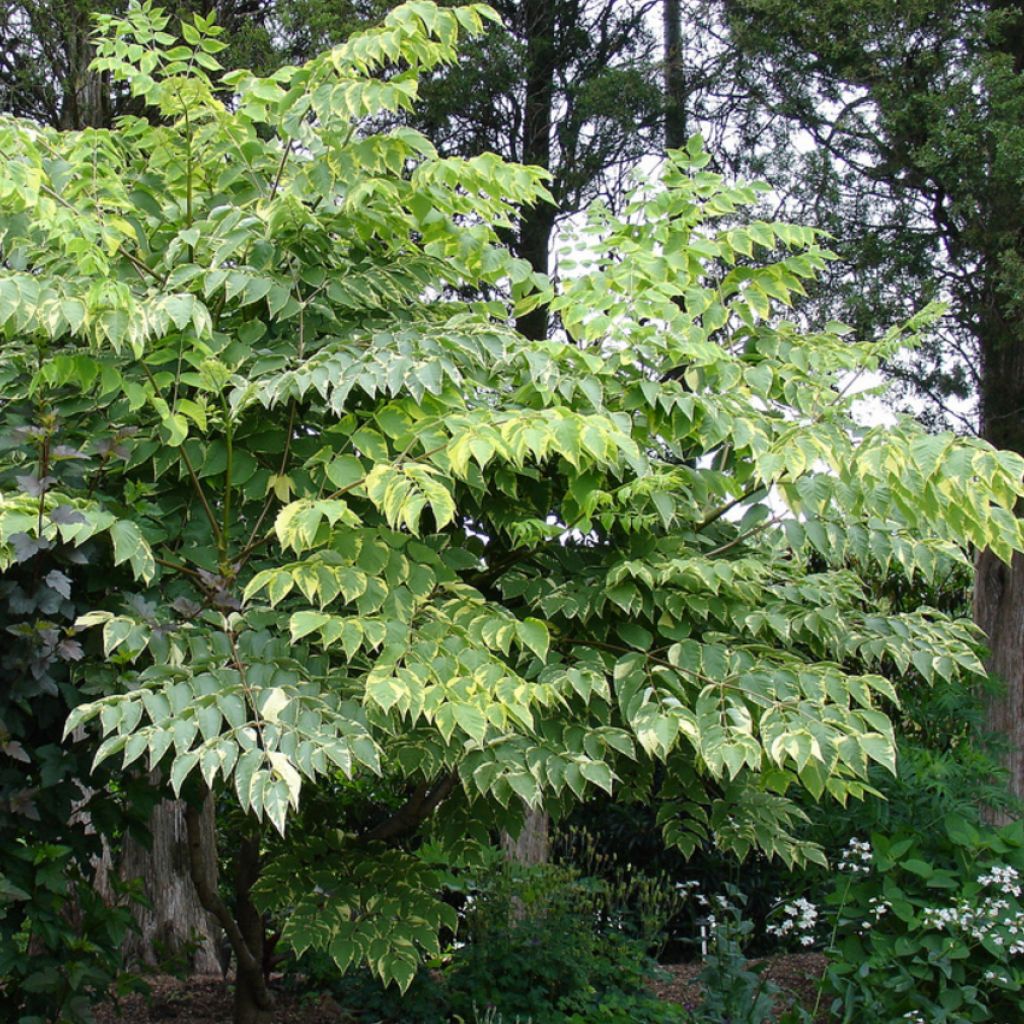 Aralia elata Golden Umbrella - Angelica del Giappone