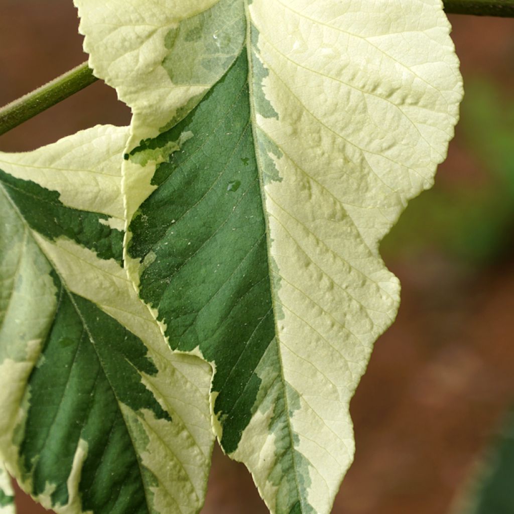 Aralia elata Silver Umbrella - Angelica del Giappone