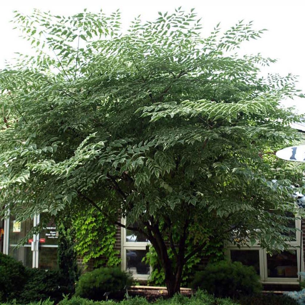 Aralia elata Silver Umbrella - Angelica del Giappone