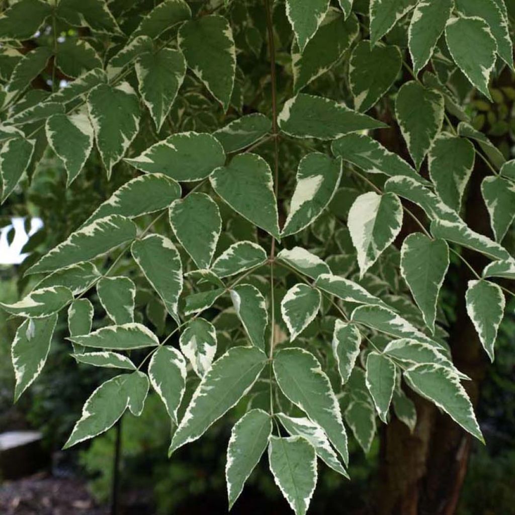 Aralia elata Silver Umbrella - Angelica del Giappone