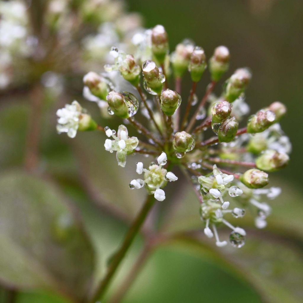 Aralia nudicaulis