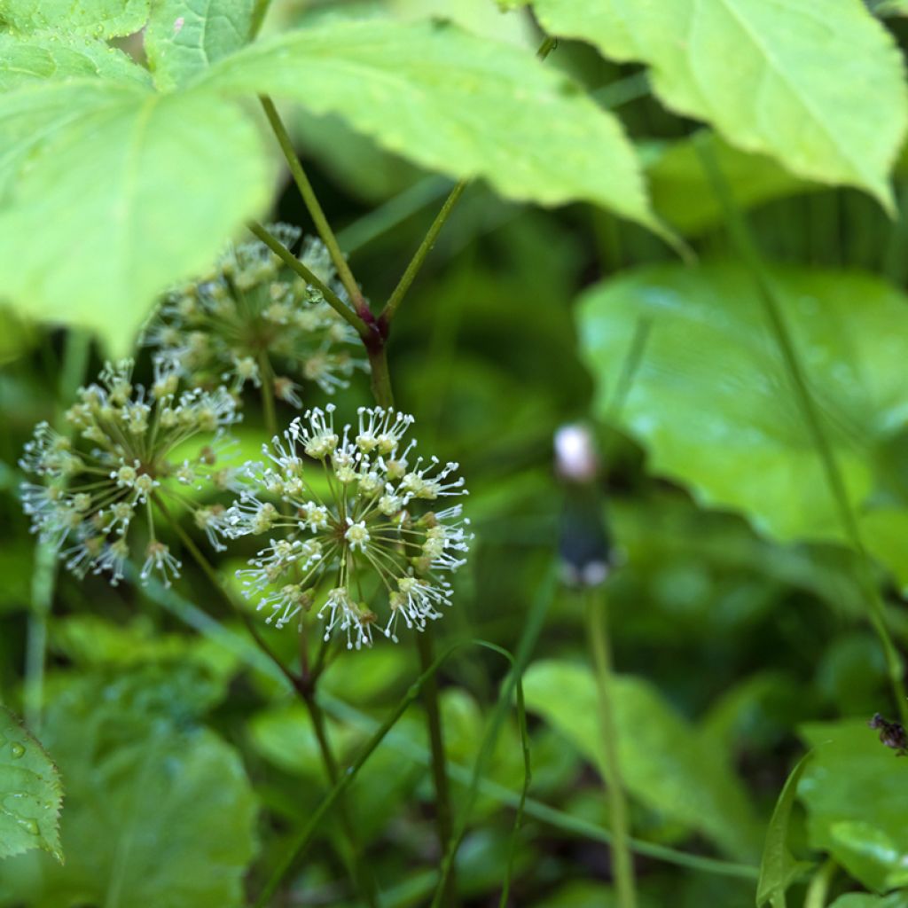 Aralia nudicaulis