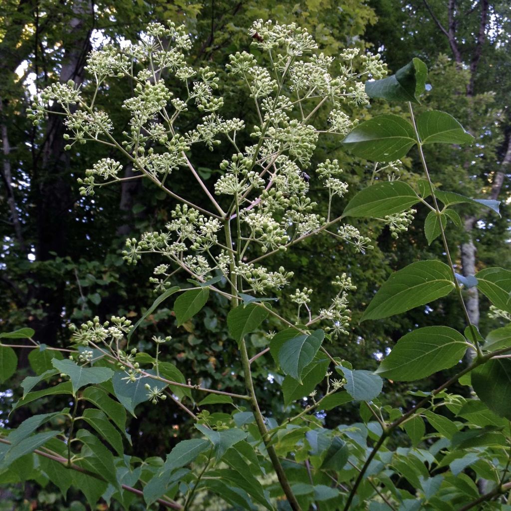 Aralia spinosa - Angelica spinosa