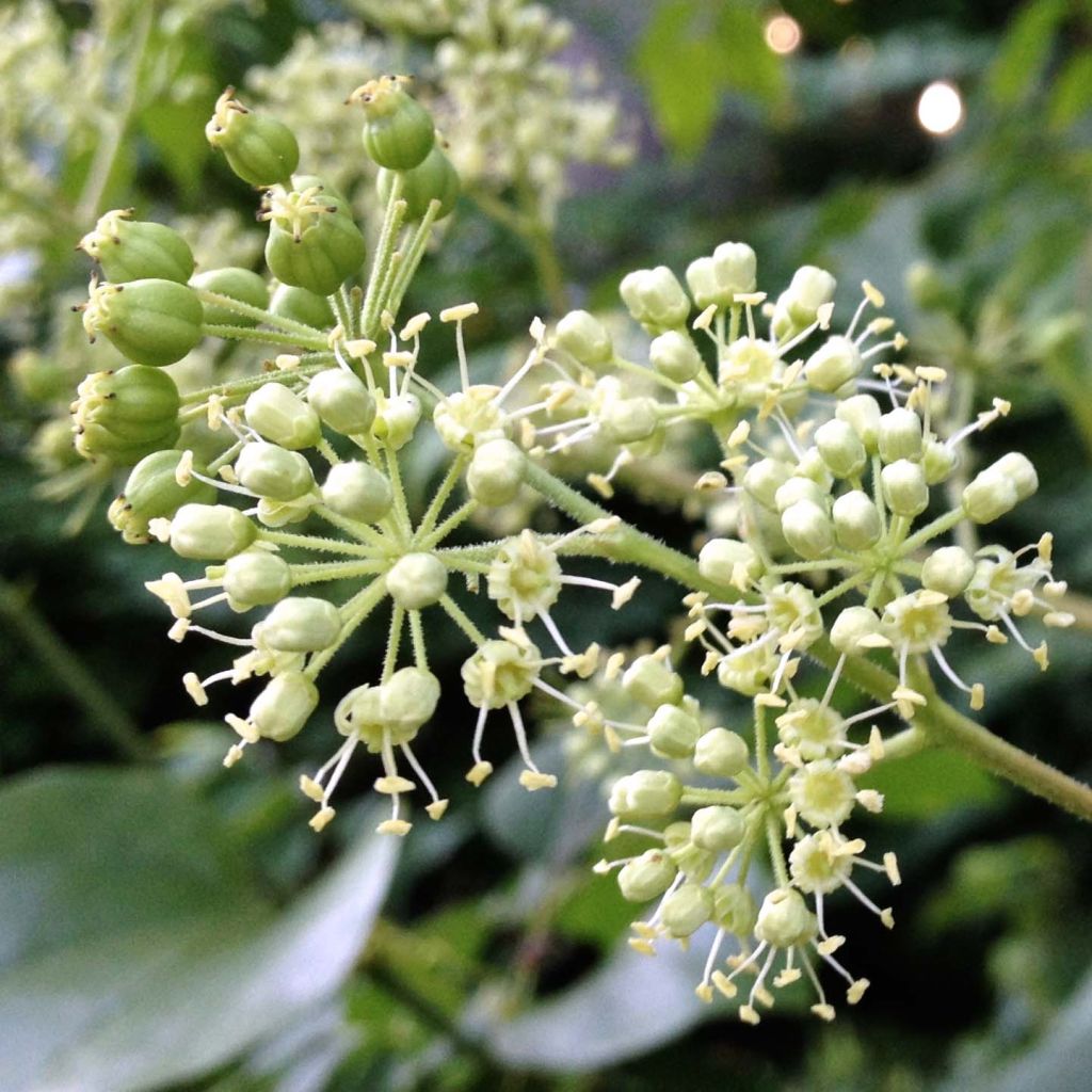 Aralia spinosa - Angelica spinosa