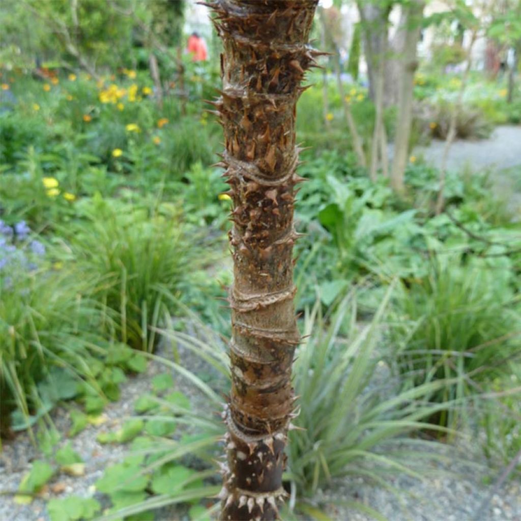 Aralia spinosa - Angelica spinosa