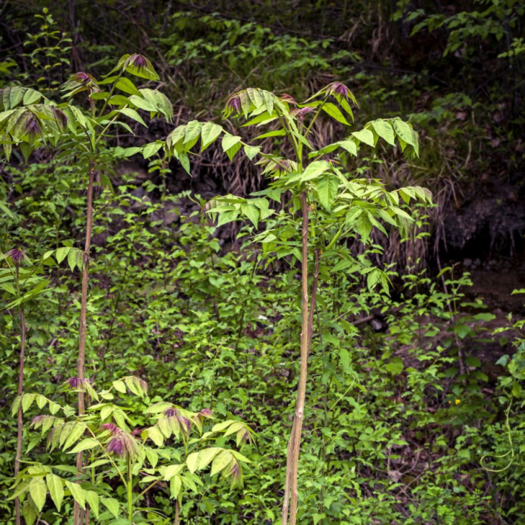 Aralia spinosa - Angelica spinosa