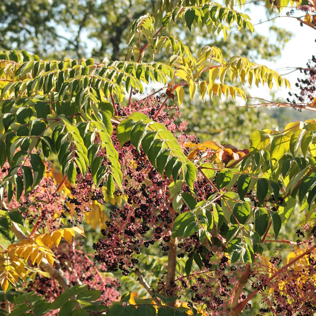 Aralia spinosa - Angelica spinosa