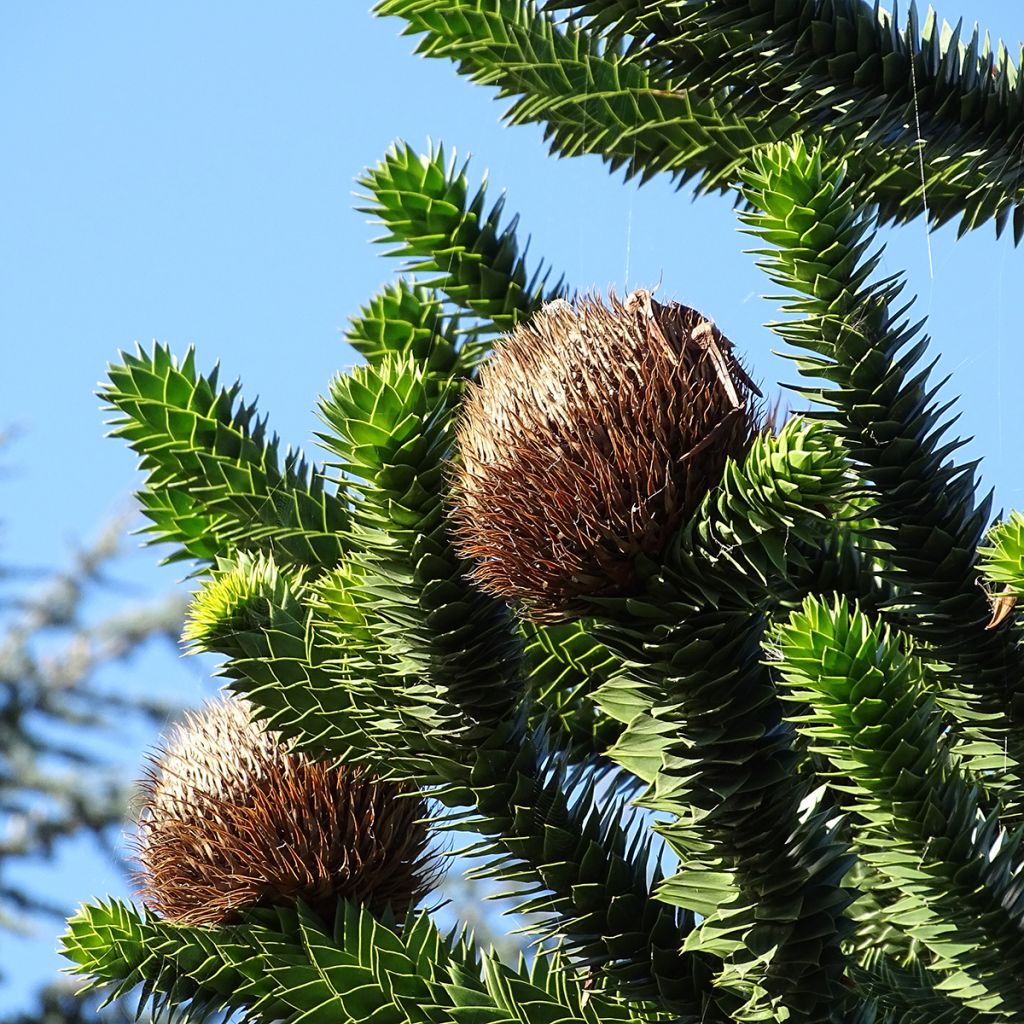 Araucaria araucana - Albero della scimmia