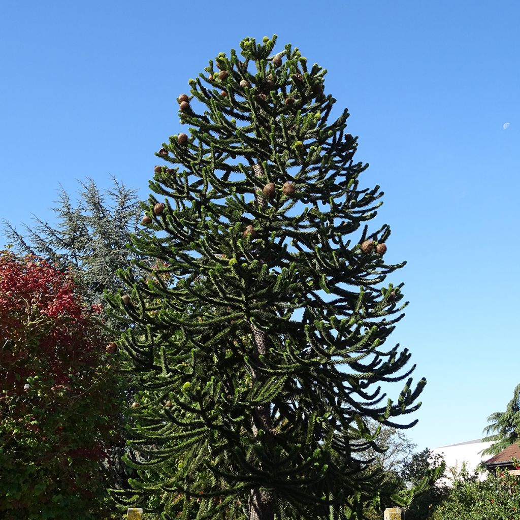 Araucaria araucana - Albero della scimmia