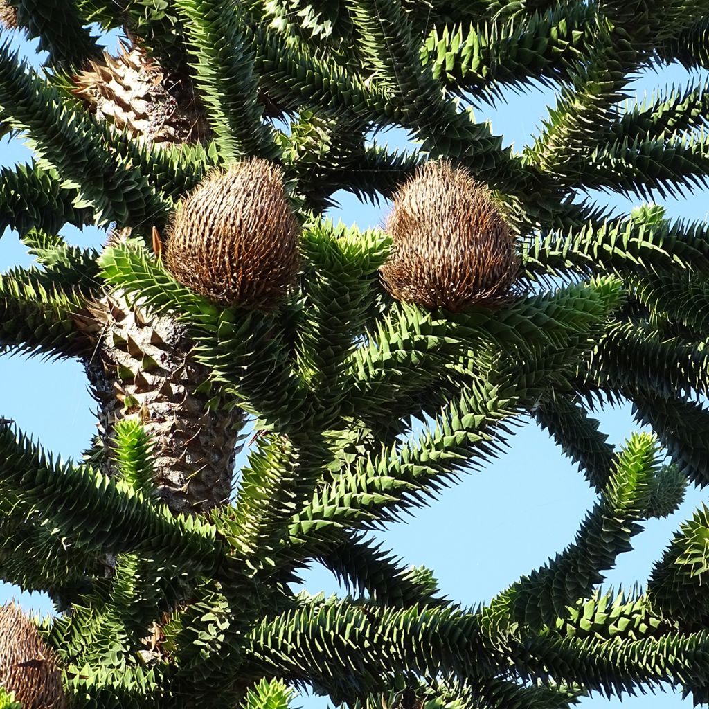 Araucaria araucana - Albero della scimmia