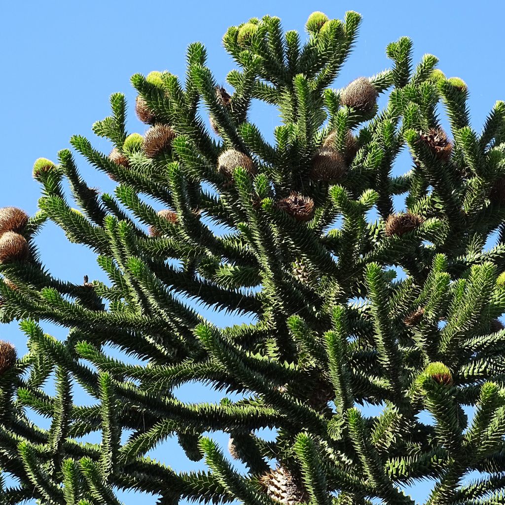 Araucaria araucana - Albero della scimmia