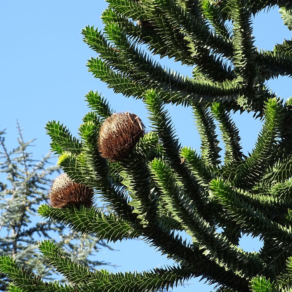 Araucaria araucana - Albero della scimmia