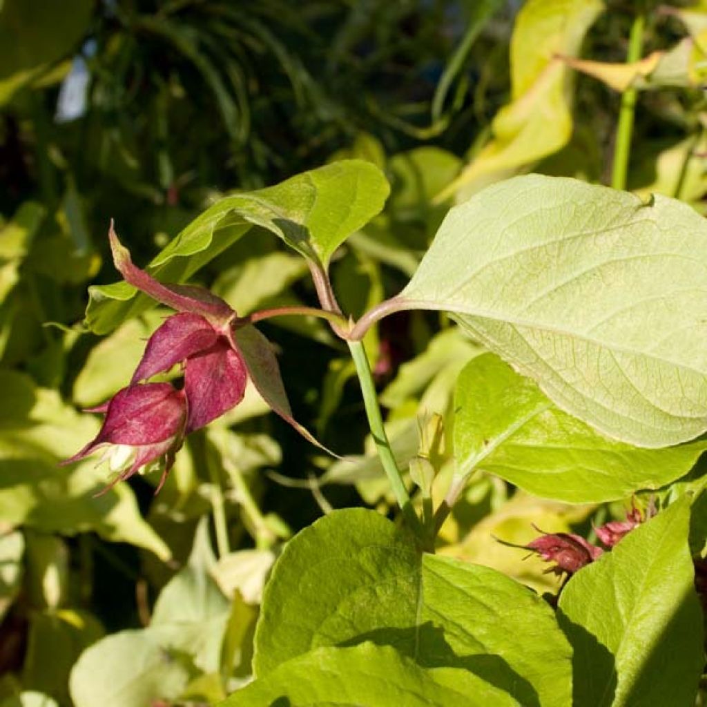 Leycesteria formosa Golden Lanterns