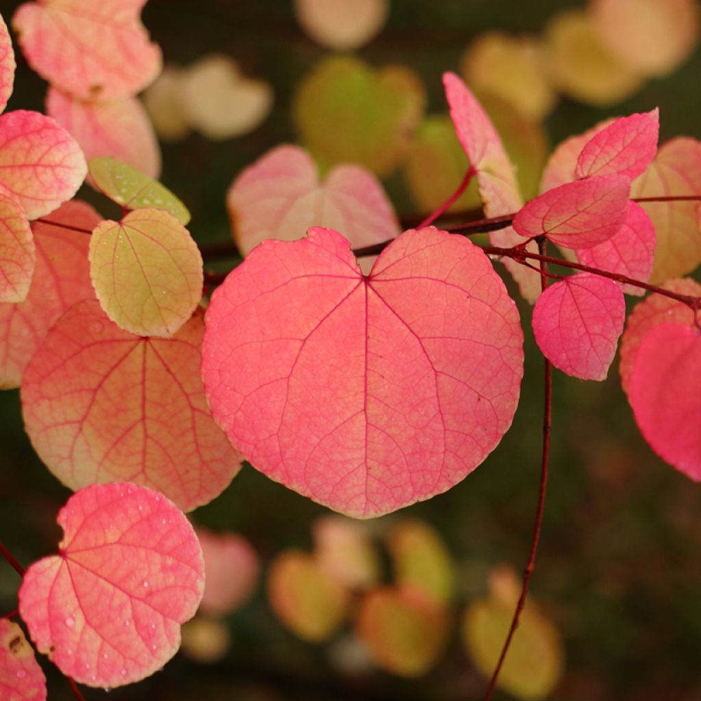 Cercidiphyllum japonicum - Albero del caramello