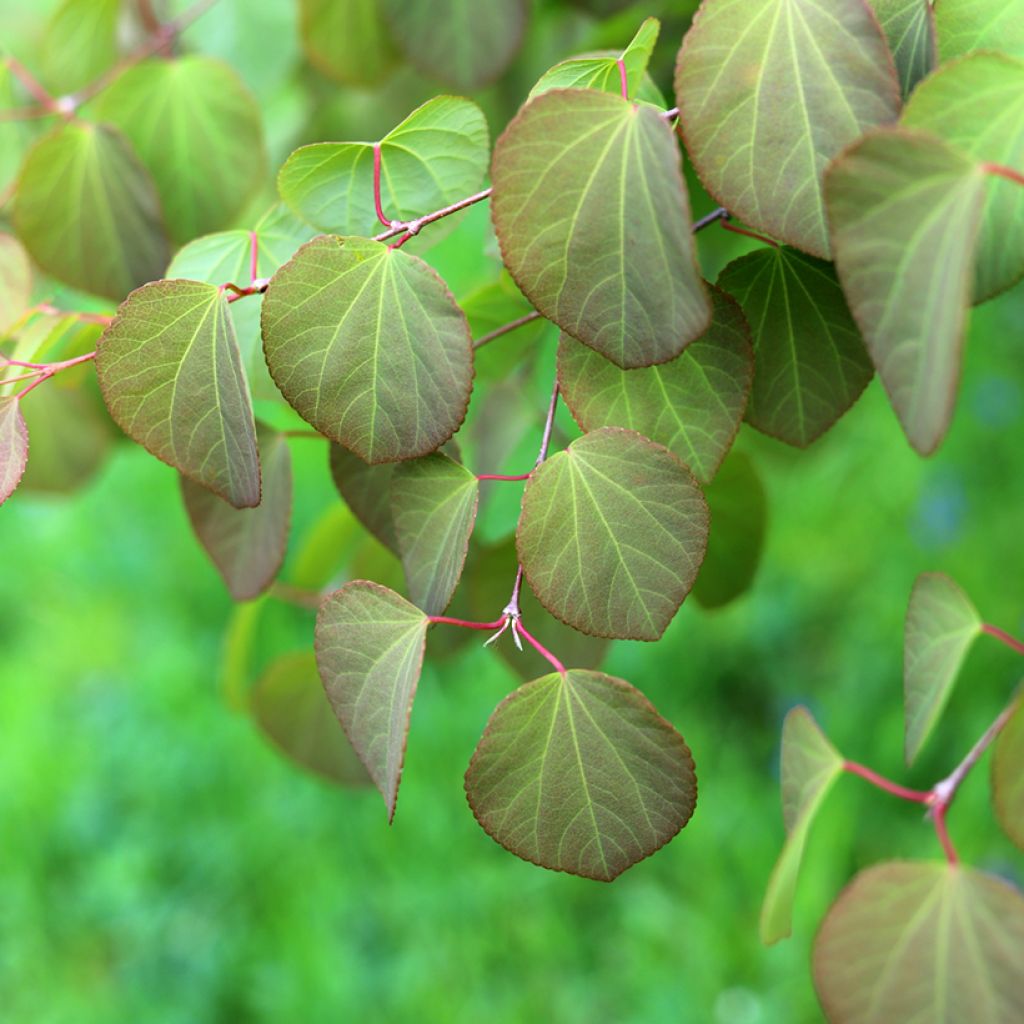 Cercidiphyllum japonicum - Albero del caramello