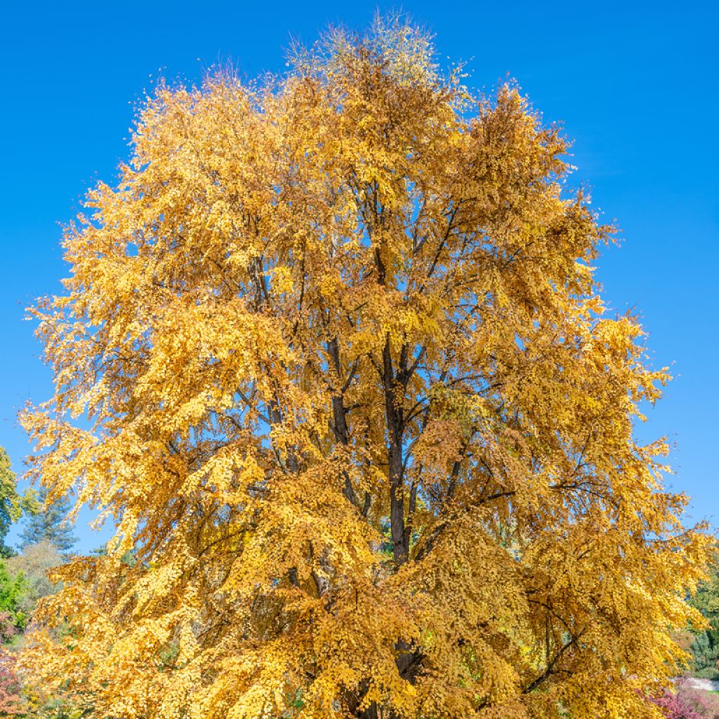 Cercidiphyllum japonicum - Albero del caramello