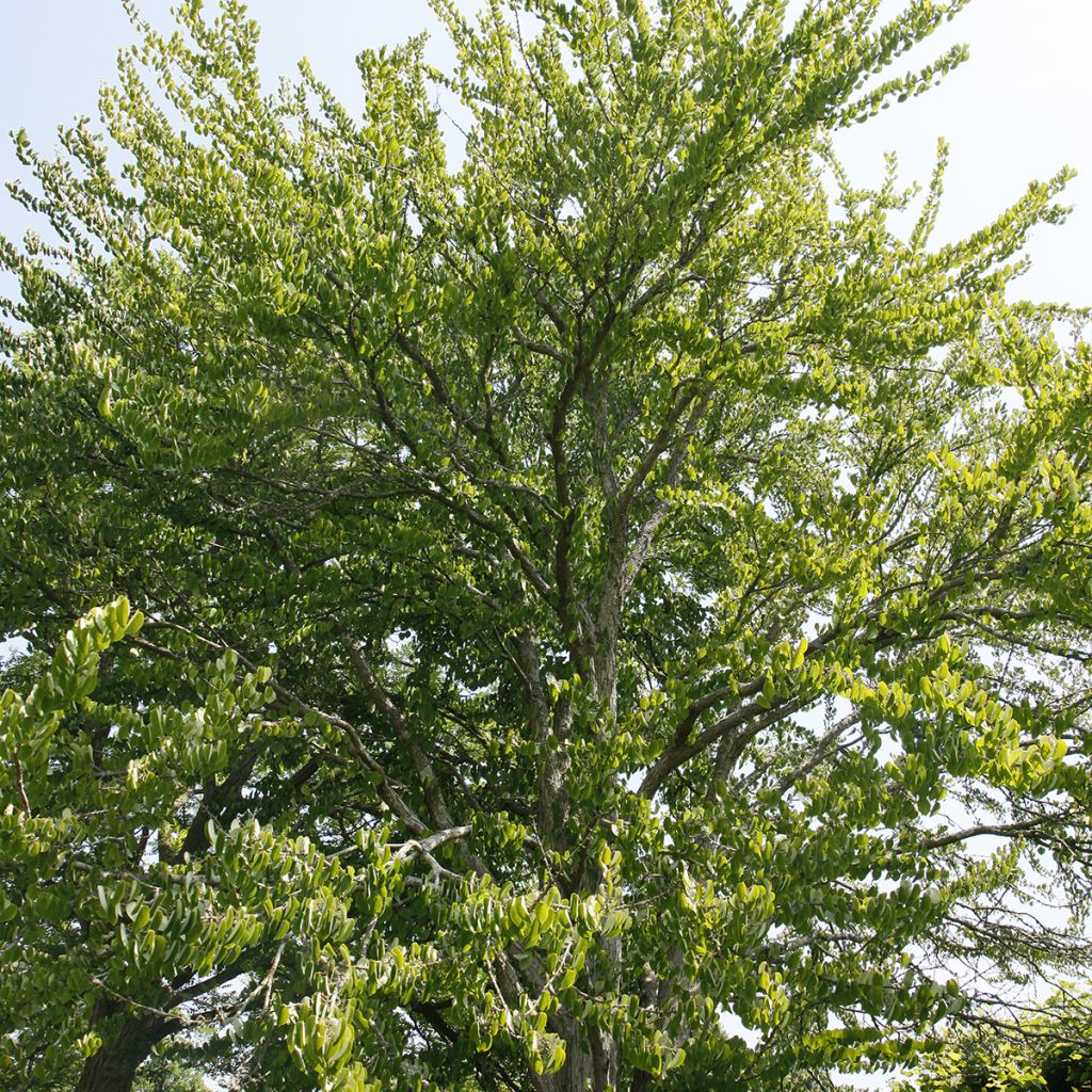 Cercidiphyllum magnificum - Albero del caramello