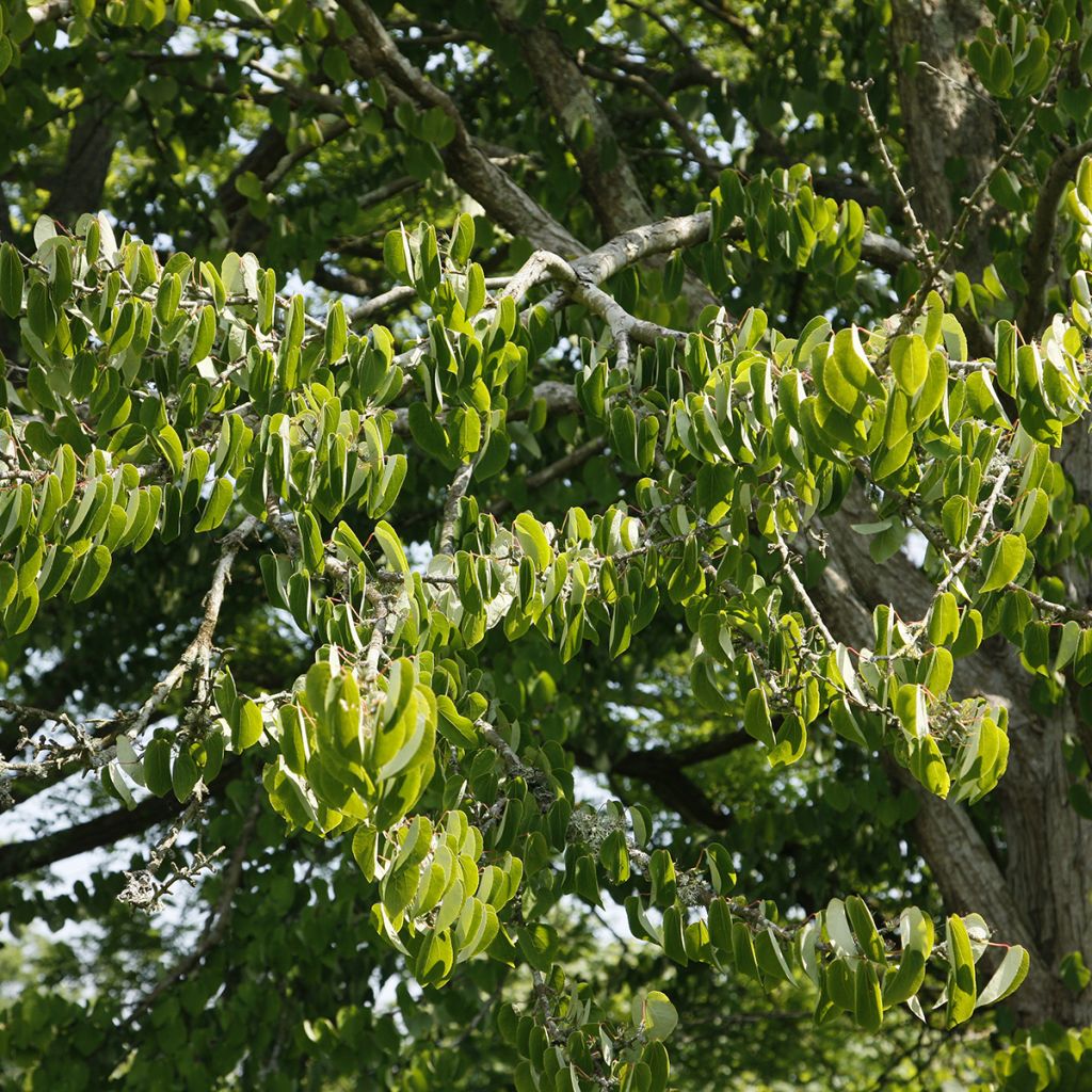 Cercidiphyllum magnificum - Albero del caramello