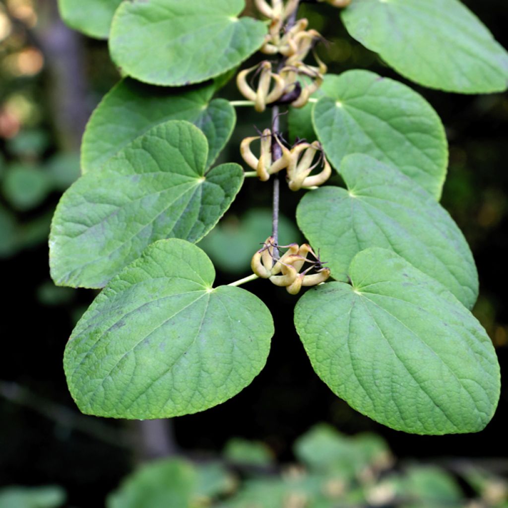 Cercidiphyllum magnificum - Albero del caramello