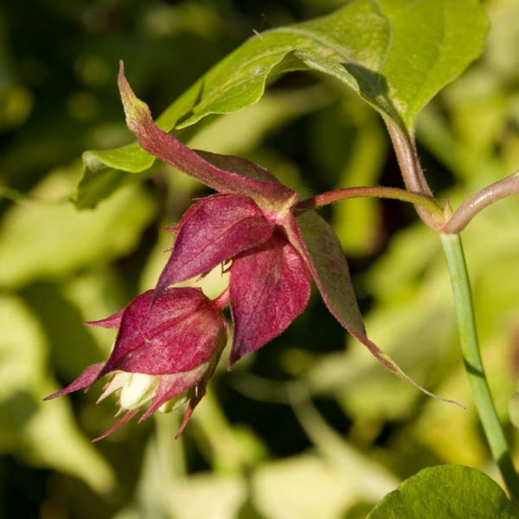 Leycesteria formosa Golden Lanterns