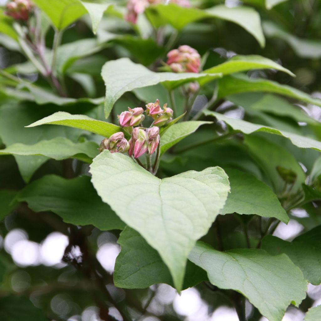 Clerodendrum trichotomum - Clerodendro