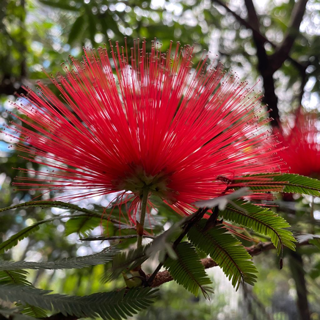 Albizia julibrissin Rouge de Tuilière - Acacia di Costantinopoli