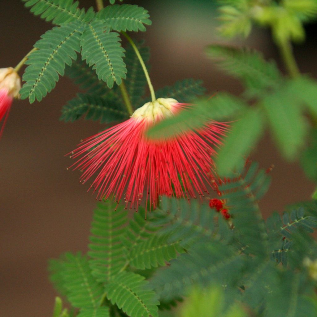 Albizia julibrissin Rouge de Tuilière - Acacia di Costantinopoli