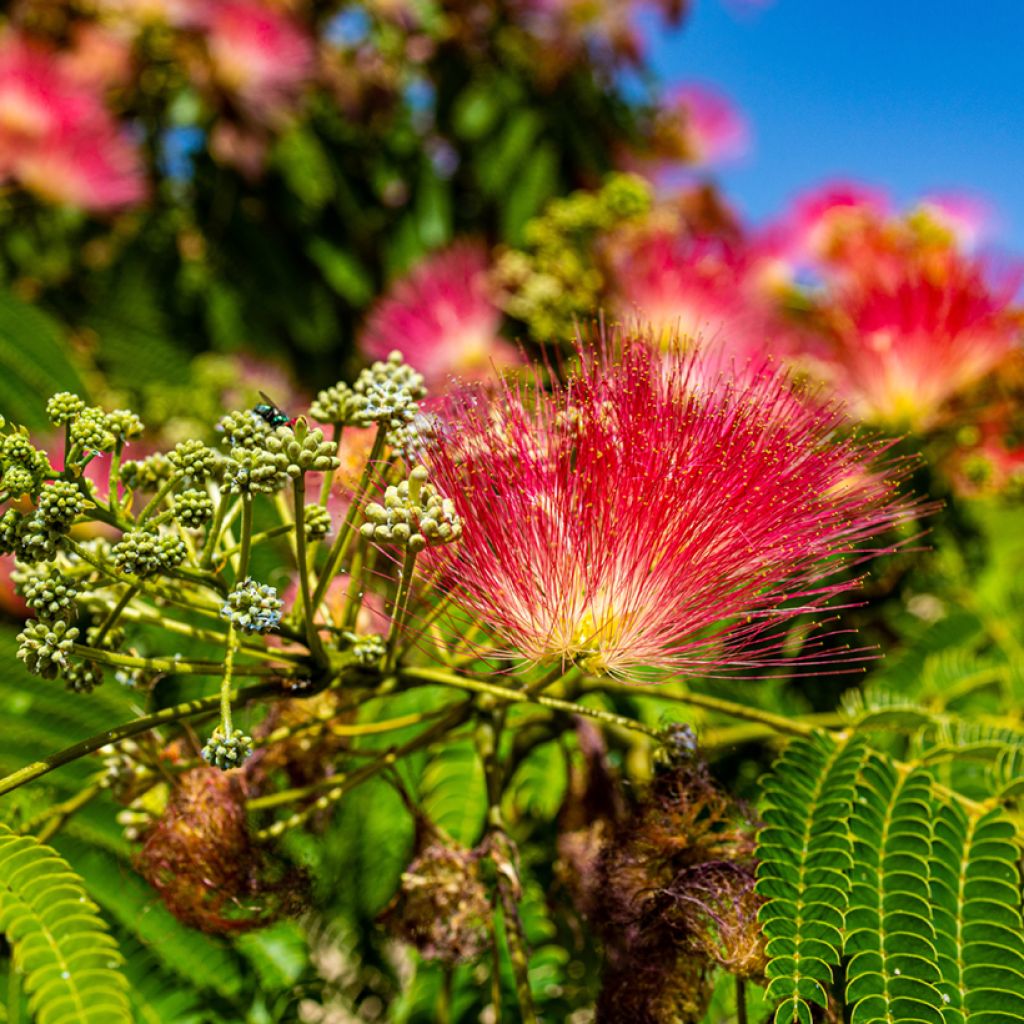 Albizia julibrissin Rouge de Tuilière - Acacia di Costantinopoli