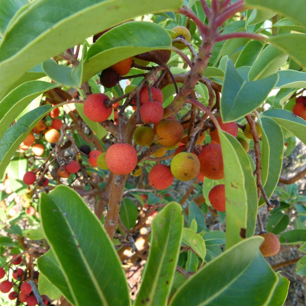 Arbutus andrachne - Corbezzolo greco