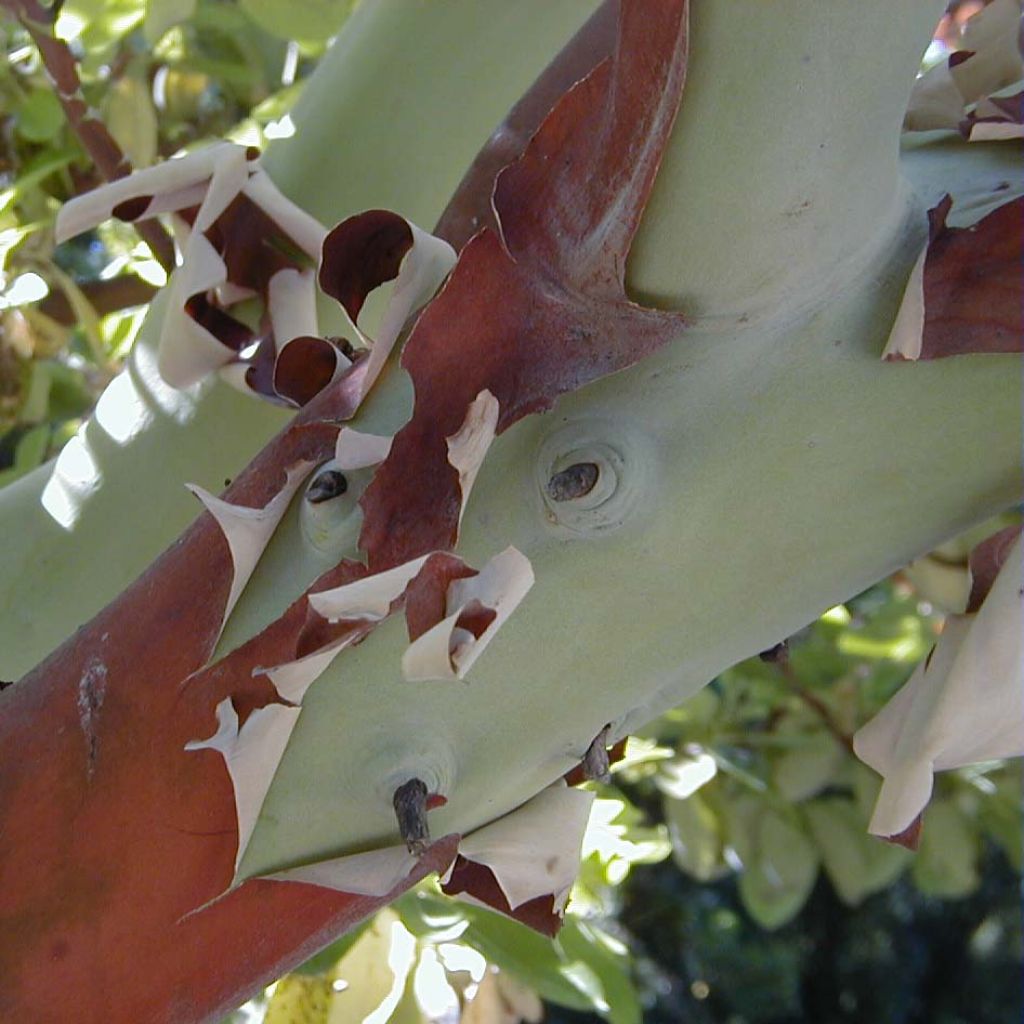 Arbutus andrachne - Corbezzolo greco