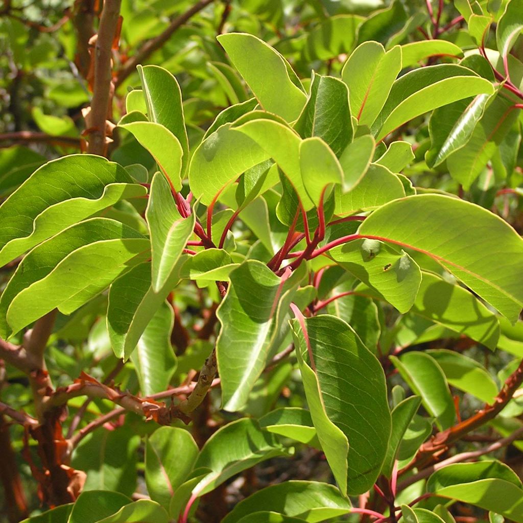 Arbutus andrachne - Corbezzolo greco