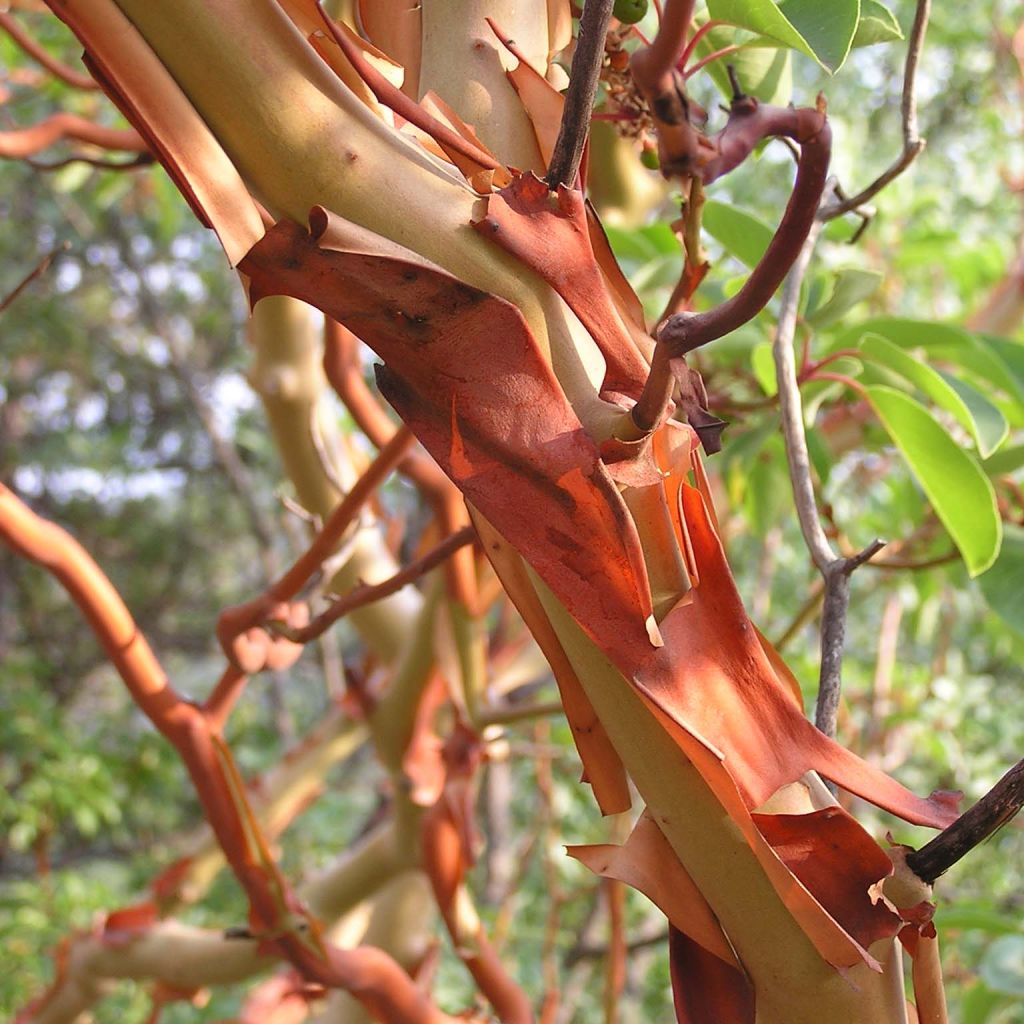 Arbutus andrachne - Corbezzolo greco