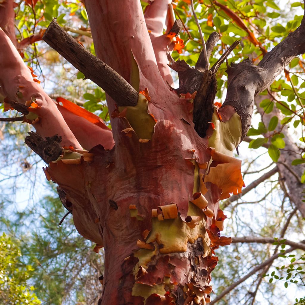 Arbutus andrachne - Corbezzolo greco