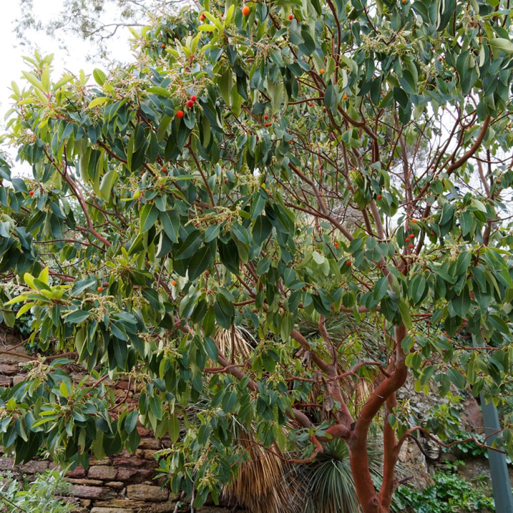 Arbutus andrachne - Corbezzolo greco