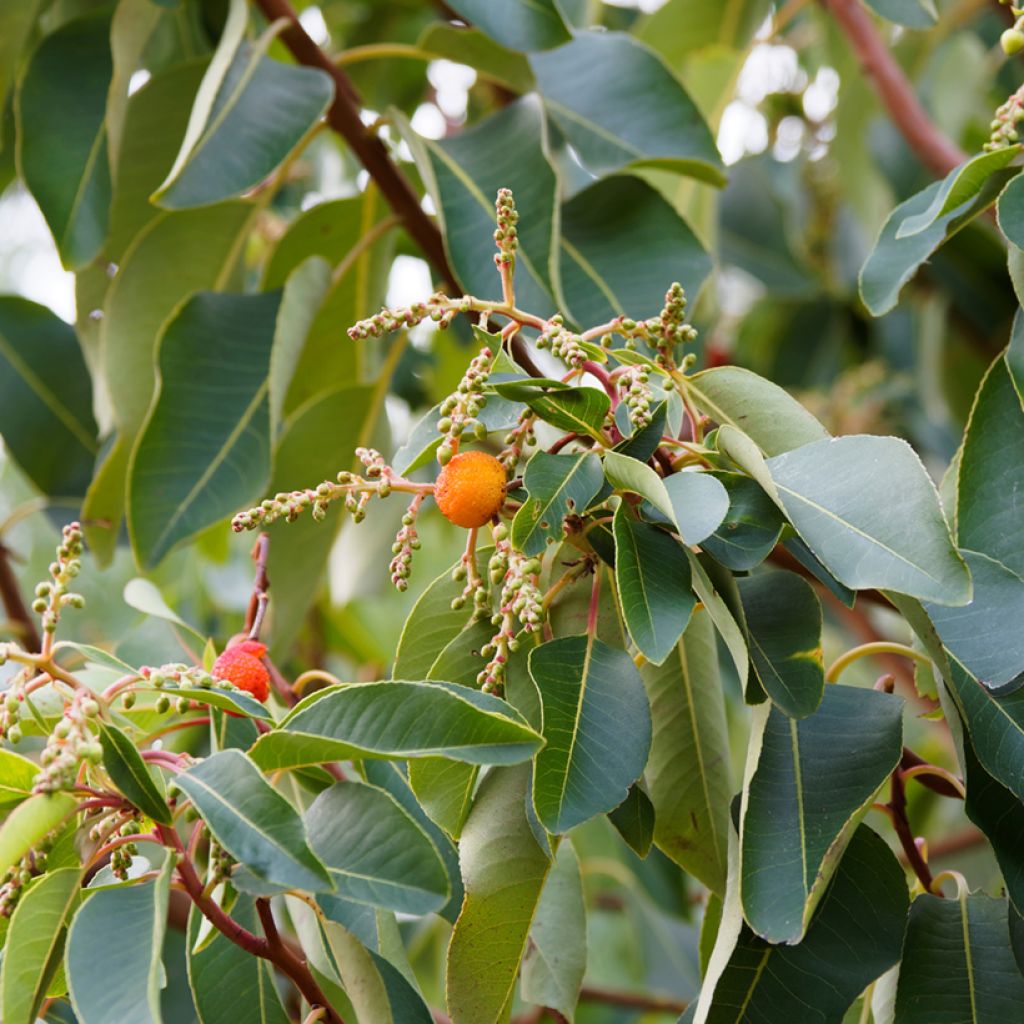 Arbutus andrachne - Corbezzolo greco