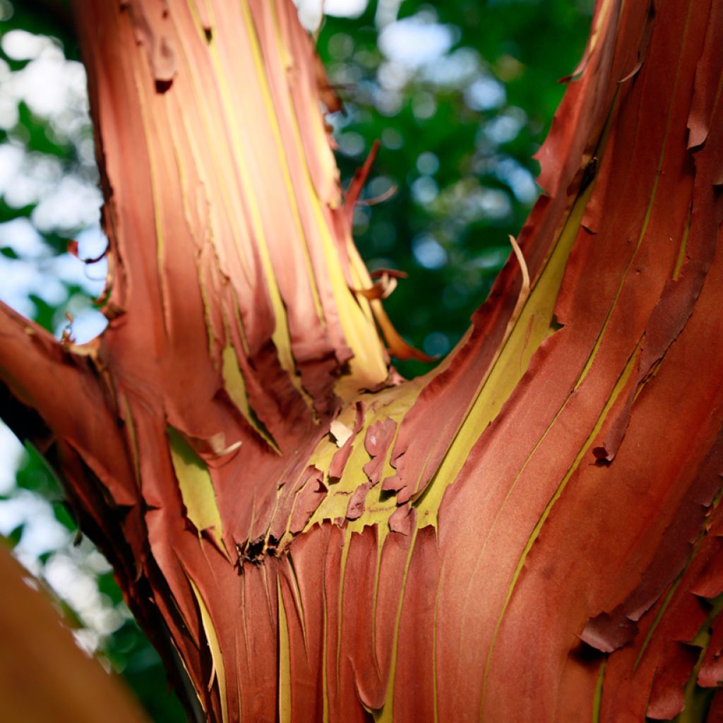 Arbutus andrachne - Corbezzolo greco