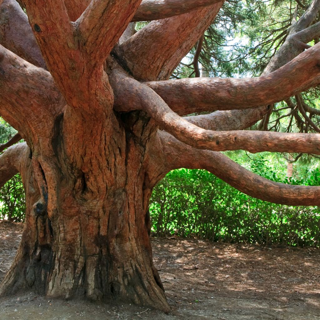 Arbutus andrachne - Corbezzolo greco