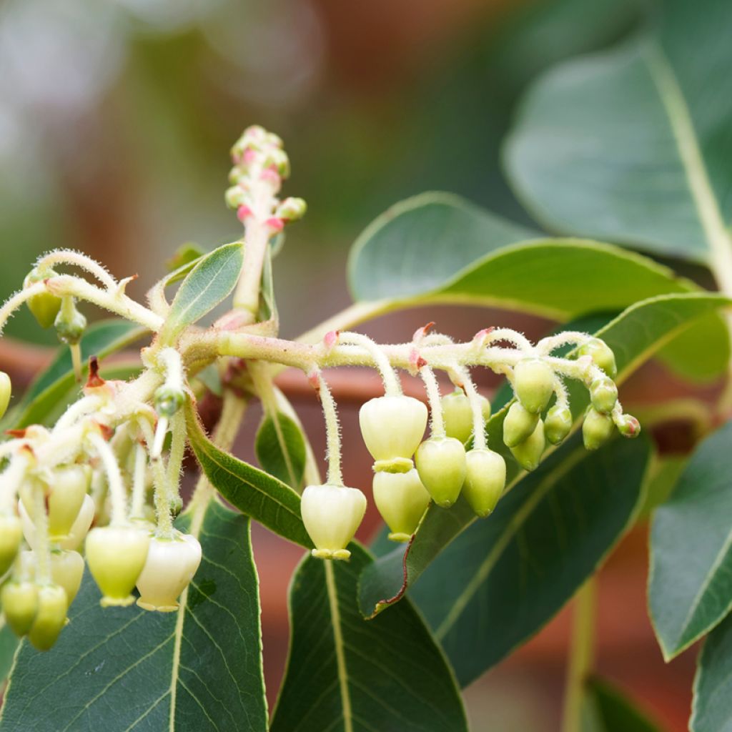 Arbutus andrachne - Corbezzolo greco