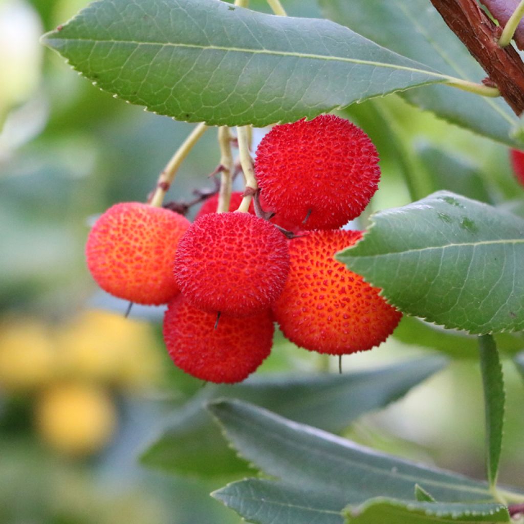 Arbutus andrachne - Corbezzolo greco