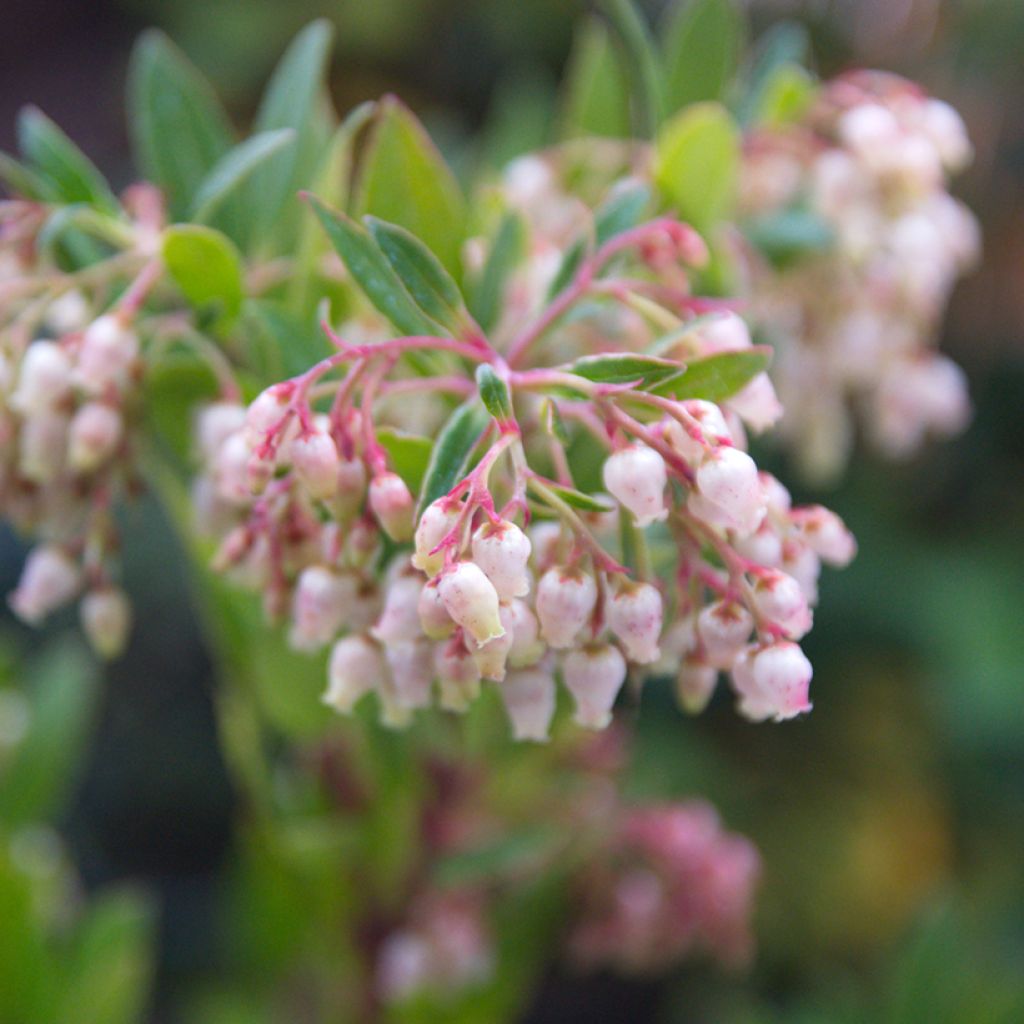 Arbutus unedo - Corbezzolo