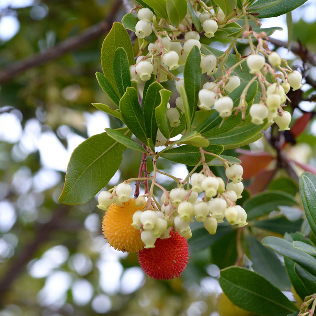 Arbutus unedo - Corbezzolo