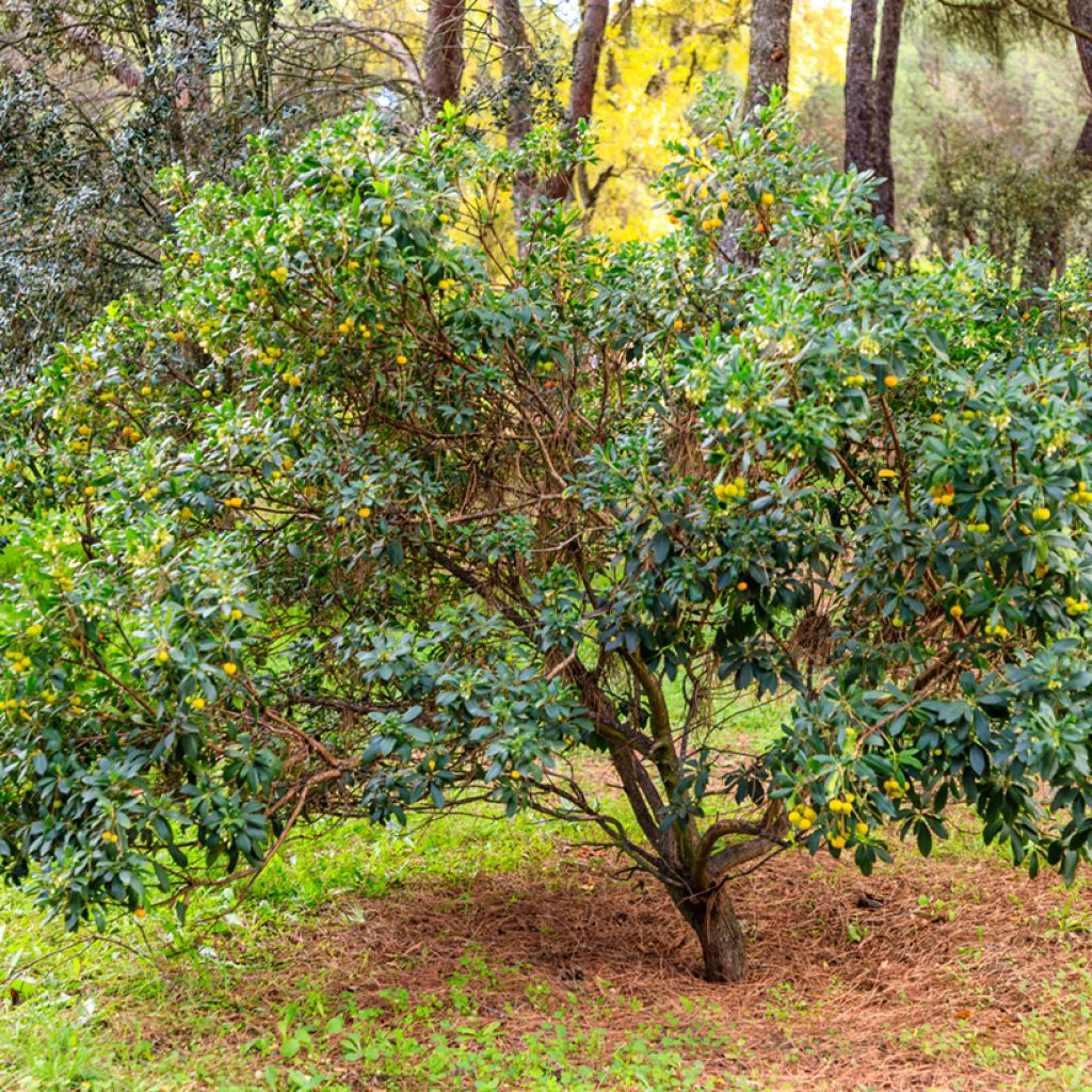 Arbutus unedo - Corbezzolo