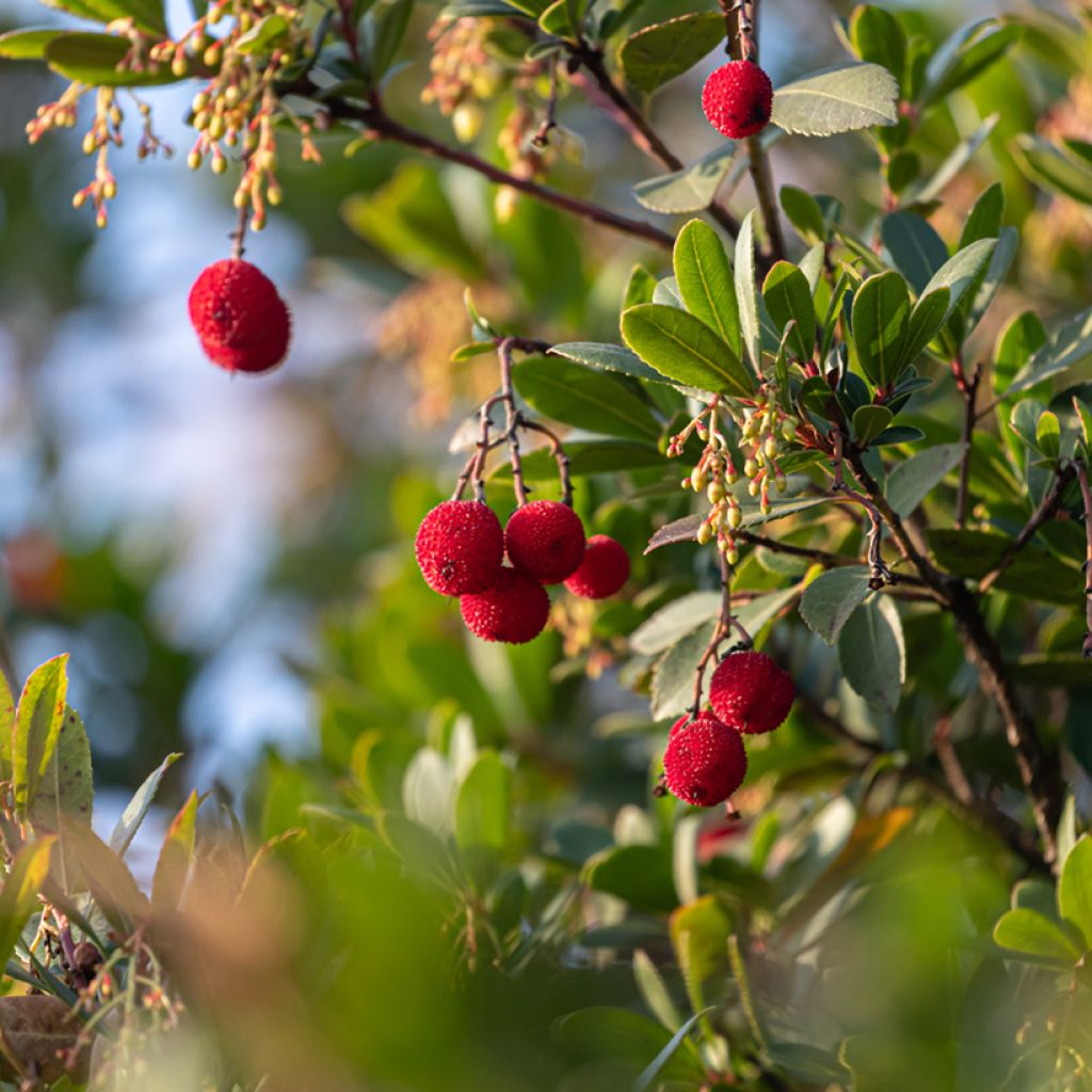 Arbutus unedo - Corbezzolo