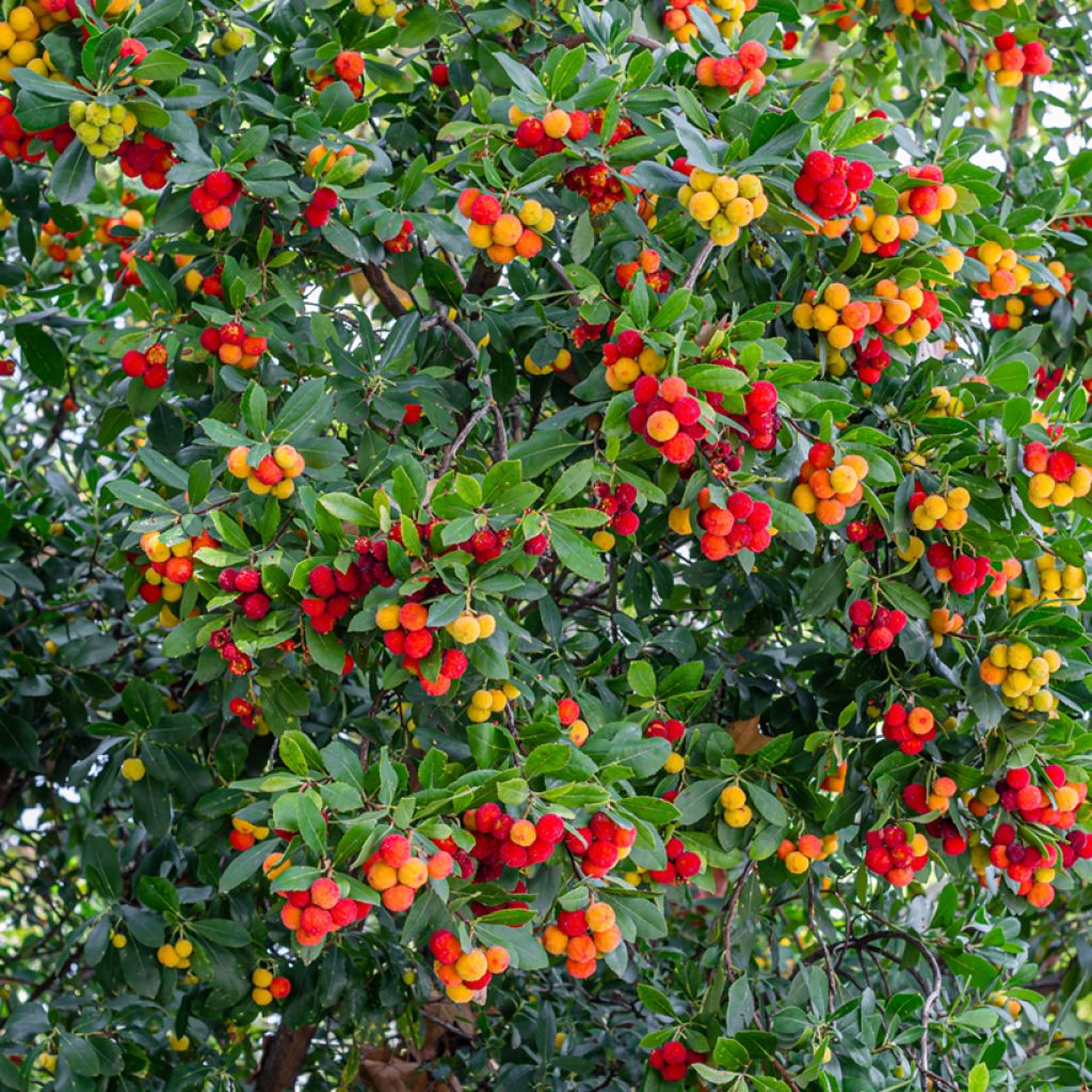 Arbutus unedo - Corbezzolo