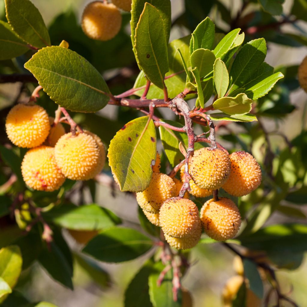 Arbutus unedo Atlantic - Corbezzolo