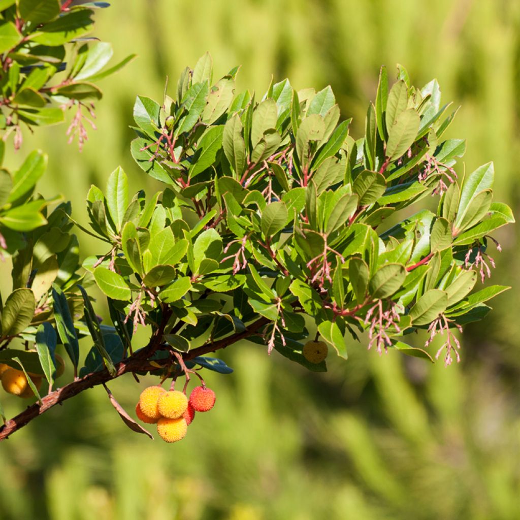 Arbutus unedo Atlantic - Corbezzolo