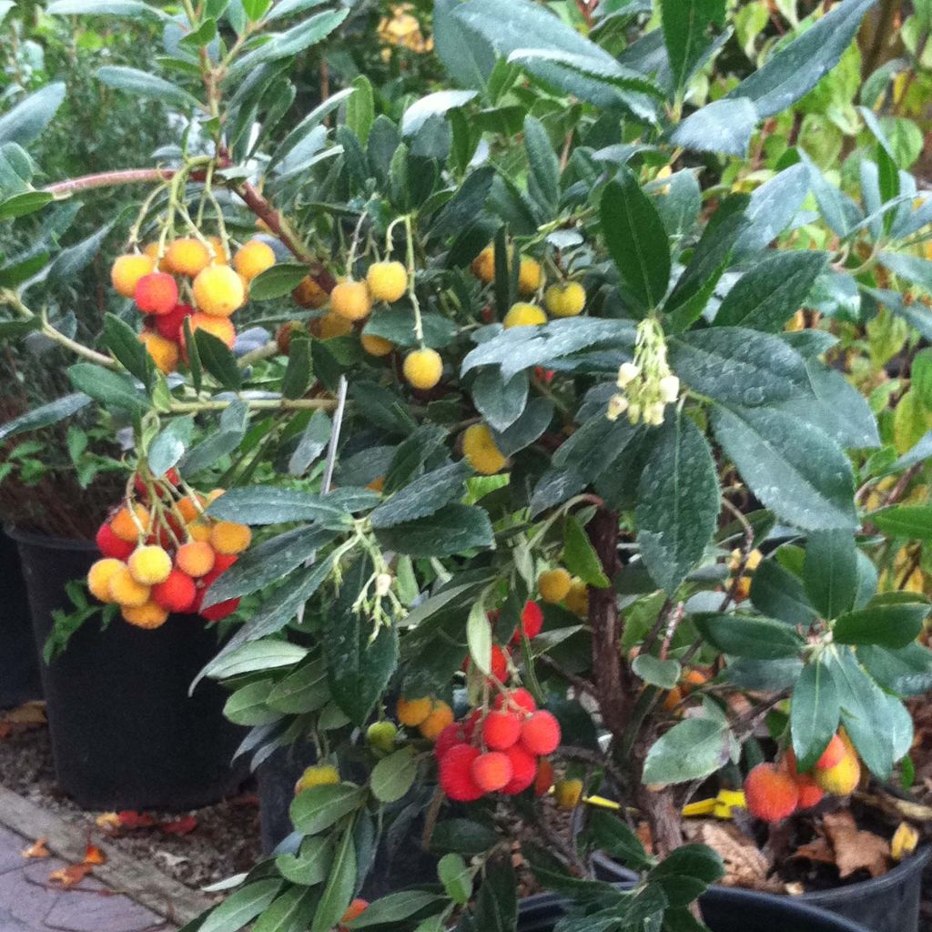 Arbutus unedo Compacta - Corbezzolo