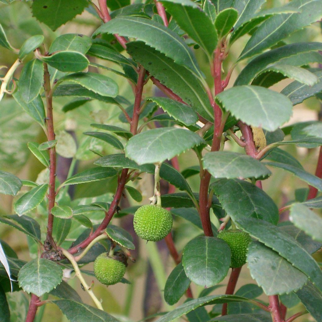 Arbutus unedo Compacta - Corbezzolo