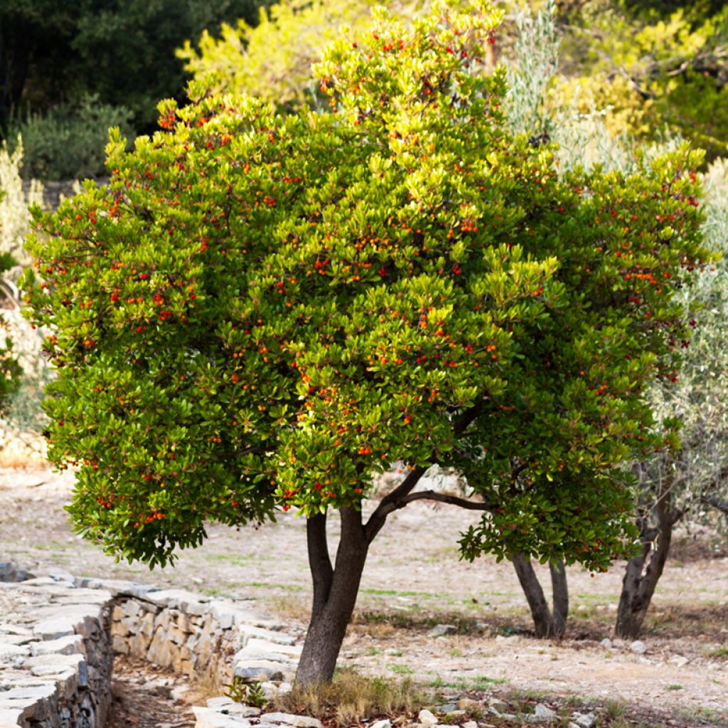 Arbutus unedo Compacta - Corbezzolo