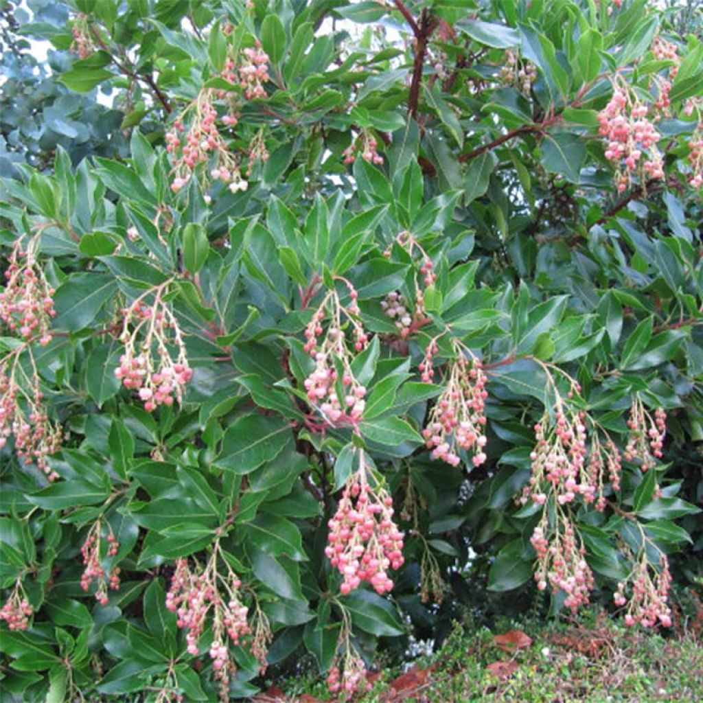 Arbutus unedo Rubra - Corbezzolo